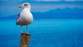 طائر النورس يحمل بكتيريا مقاومة للعقاقير - أرشيفية