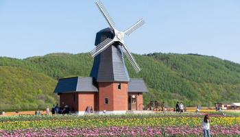  حديقة زهور التوليب كامي يبيتسو