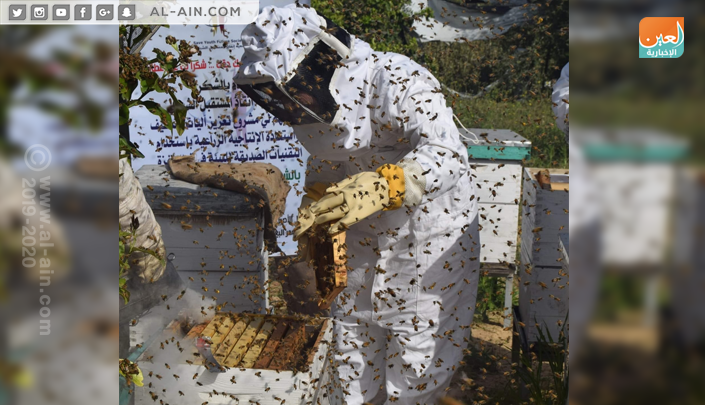  شابة تتحدى البطالة بتربية النحل في غزة  154-143658-first-young-woman-field-beekeeping-gaza-3