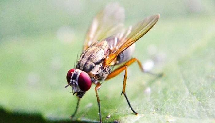 ذبابة الفاكهة تقود باحثين لفهم أسباب "الألم المزمن"
