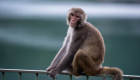 7 أنواع من القرود مهددة بالانقراض