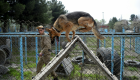 الكلاب تكافح الألغام في أفغانستان