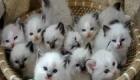 نيويورك أول ولاية أمريكية تحظر قلع مخالب القطط