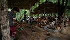 ميانمار تهدئ كلابها الشاردة بالترانيم