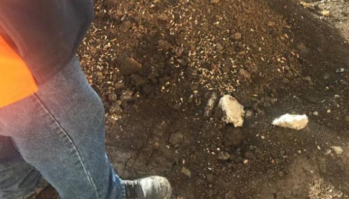كمية كبيرة من "الأسنان البشرية" يكتشفها عمال بناء في نيوزيلندا
