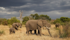 تنزانيا تحمي حيواناتها بقرار رسمي.. المحميات في خطر