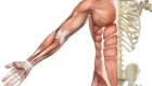 افتقاد ميكروبات الأمعاء يضر بكتلة العضلات