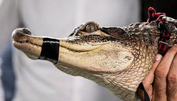 تمساح يكلف شيكاغو 33 ألف دولار خلال أسبوعين