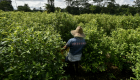 زراعة الكوكايين تتراجع في كولومبيا 
