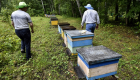 ضحايا المبيدات.. نفوق ملايين من النحل في روسيا