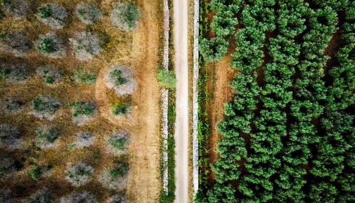 البكتيريا تسببت بالقضاء على أكثر من مليون شجرة