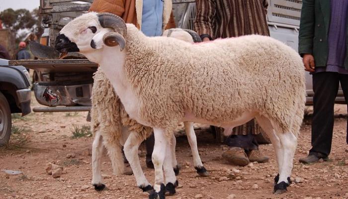 الأضحية سنَّةٌ مؤكدةٌ عند جمهور الفقهاء