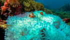 موجات الحر تدمر الشعاب المرجانية أسرع مما يعتقد