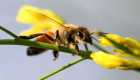 تربية النحل.. وسيلة لدمج اللاجئين بالمجتمع الفرنسي