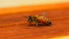 النوم مع النحل.. طريقة جديدة لعلاج الآلام