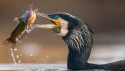 "البجعة الواثبة" تحصد جائزة مسابقة دولية لتصوير الطيور