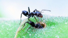 النمل يفوق البشر في حماية صغاره من الميكروبات