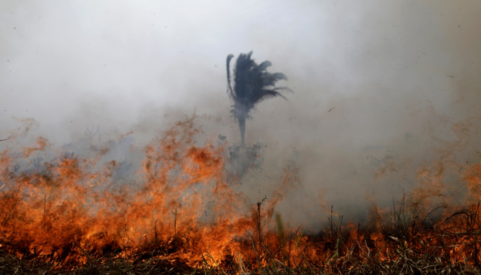 72 ألف حريق التهم مساحة شائعة من غابات الأمازون