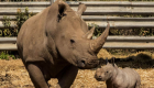 كتابة على ظهر وحيد القرن تثير الغضب في فرنسا