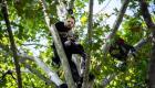 دفاعا عن البيئة.. فرنسي يعتصم 4 أيام فوق شجرة 