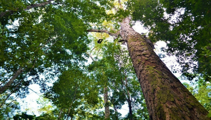 "أطول شجرة" في الأمازون
