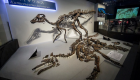 عاش قبل 72 مليون سنة.. اكتشاف نوع جديد من الديناصورات