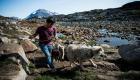 ذوبان الجليد في جرينلاند يهدد كلاب جر العربات