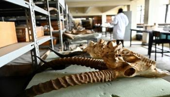 أحد المتحجرات في متحف نيروبي