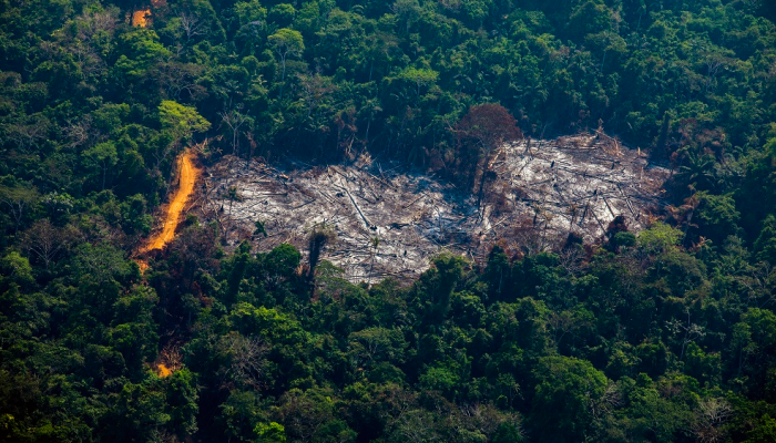 قطع أشجار الأمازون يتضاعف وحرائق جديدة قريبا
