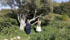 بريطانية تتزوج "شجرة" لمنع قطعها