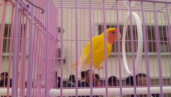 المعرض تنظمه جماعة 