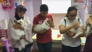  تقدم 50 من أصحاب القطط للاشتراك في المسابقة 