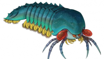 صورة متخيلة لشكل موليزانيا بلينوفيناتريكس