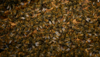 النحل حط على نافذة قمرة القيادة