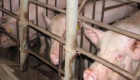 ثاني حالة إصابة بـ"حمى الخنازير" في كوريا الجنوبية