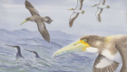 أقدم طيور العالم.. عاش في نيوزيلندا قبل 62 مليون عام