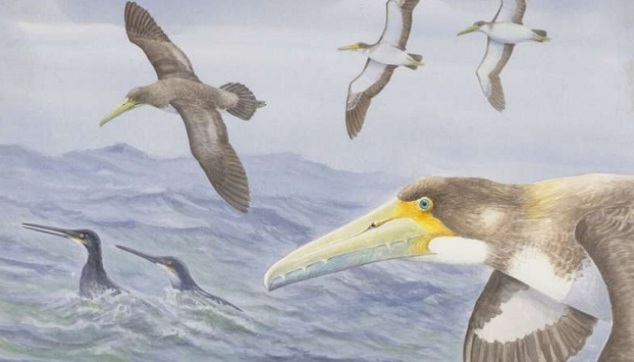 اكتشافات حديثة أقدم طيور العالم عاش في نيوزيلندا قبل 62 مليون عام،اكتشاف ح