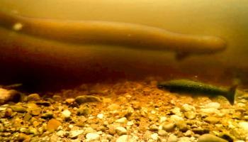 وحش بحيرة لوخ نيس