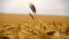 روسيا تسعى لدخول سوق القمح السعودي بعد تحسين جودة إنتاجها
