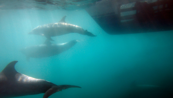 مجموعة من الدلافين توقف بطولة "جت سكي" بفرنسا