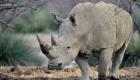 جنوب أفريقيا تحمي وحيد القرن.. الحفاظ على البيئة أولا