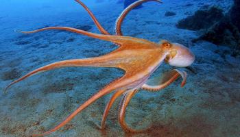 يعرض الفيلم في 2 أكتوبر على PBS