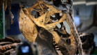 دراسة تحسم الجدل عن مصير أقزام الديناصورات