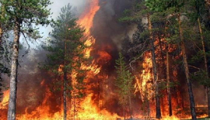 نظام أردوغان يحرق 60 مليون شجرة خلال 6 سنوات‎