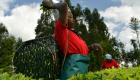 مصدرو الشاي في كينيا يواجهون هبوط الأسعار بتقنيات جديدة