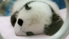 دراسة تبحث سر ولادة الباندا بأحجام صغيرة