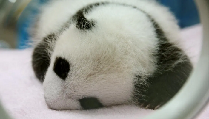 صغار الباندا تولد بأحجام صغيرة جدا فاقدة للرؤية