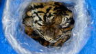 ضبط شخص حاول بيع جلد نمر مهدد بالانقراض في إندونيسيا