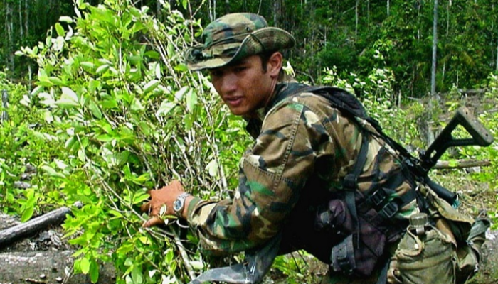 جندي كولومبي يدمر مزروعات أوراق الكوكا في بارباكواس