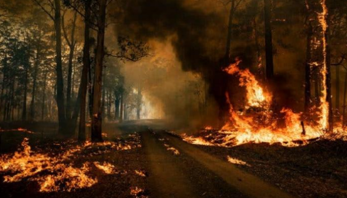 النيران أحرقت نصف مليون هكتار في شمال غرب سيدني